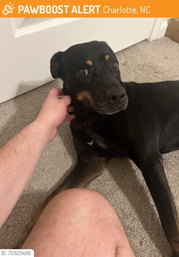 Found/Stray Female Dog last seen Tuckaseegee rd near the Milestone, Charlotte, NC 28208