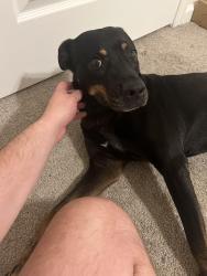 Found/Stray Female Dog last seen Tuckaseegee rd near the Milestone, Charlotte, NC 28208