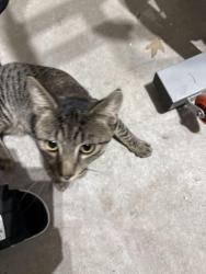 Found/Stray Male Cat last seen Newark airport B terminal, Newark, NJ 07114