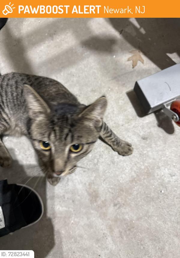 Found/Stray Male Cat last seen Newark airport B terminal, Newark, NJ 07114