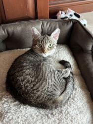 Lost Female Cat last seen Lyons Rd and Dillman Rd, West Palm Beach, FL 33411
