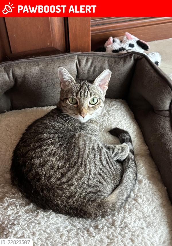Lost Female Cat last seen Lyons Rd and Dillman Rd, West Palm Beach, FL 33411