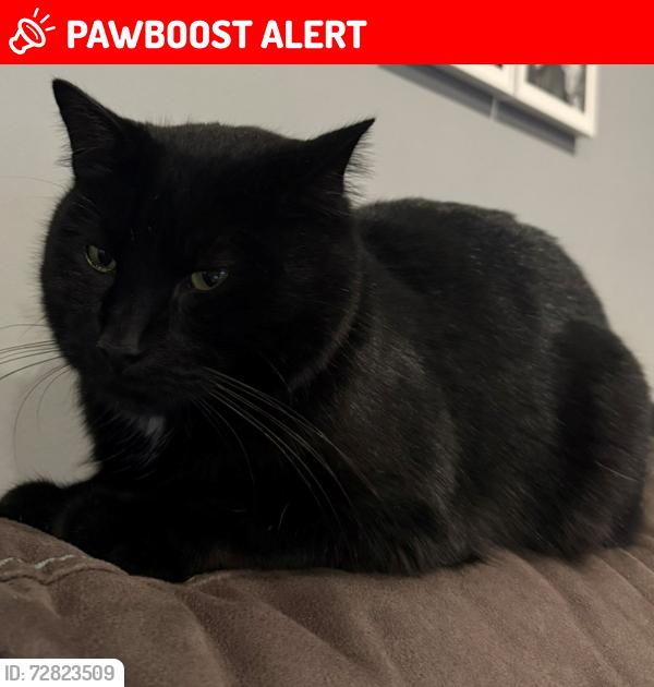 Lost Male Cat last seen Churchbury Road SE9, Greater London, England SE9