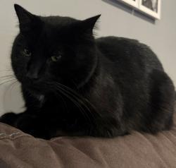 Lost Male Cat last seen Churchbury Road SE9, Greater London, England SE9