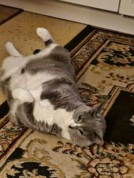 Lost Female Cat last seen Wayside Road NE, Rome, GA 30161