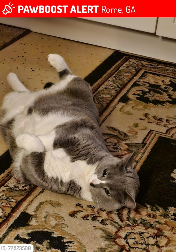 Lost Female Cat last seen Wayside Road NE, Rome, GA 30161