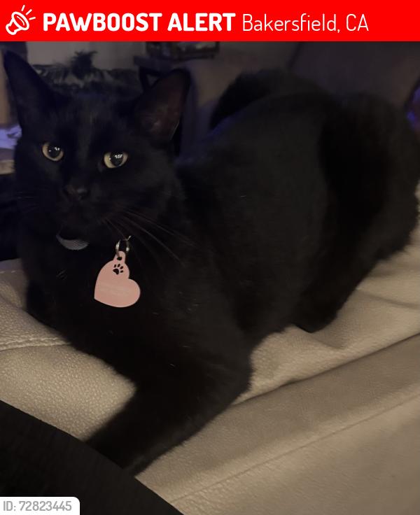 Lost Male Cat last seen Jewetta and Brimhall , Bakersfield, CA 93312
