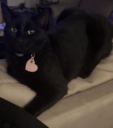 Lost Male Cat last seen Jewetta and Brimhall , Bakersfield, CA 93312