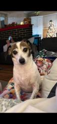 Lost Male Dog last seen Shelton Beach Rd near Shelton Beach Baptist, Saraland, AL 36571