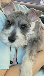Lost Male Dog last seen Gringos by shadycrest, Pearland, TX 77581