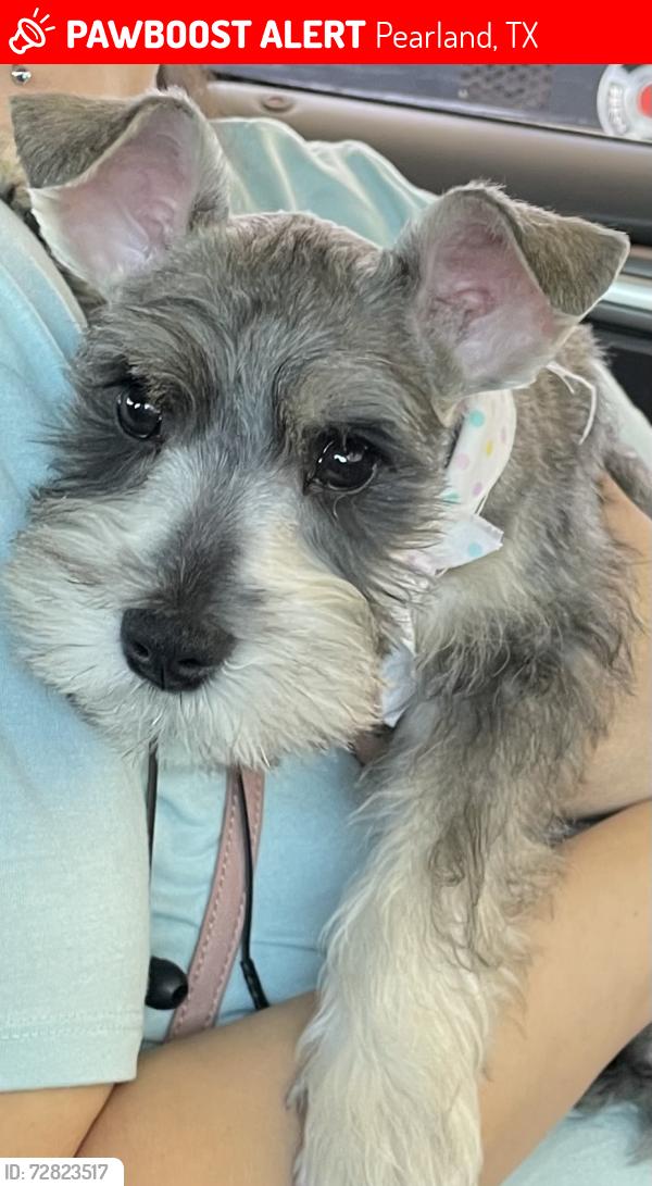 Lost Male Dog last seen Gringos by shadycrest, Pearland, TX 77581
