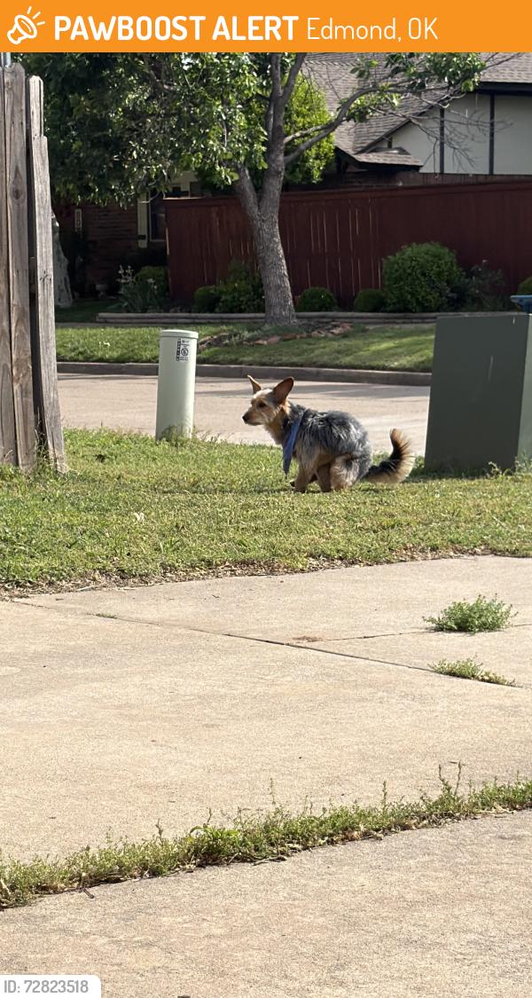 Found/Stray Unknown Dog last seen State & 8th street , Edmond, OK 73034