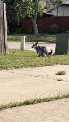 Found/Stray Unknown Dog last seen State & 8th street , Edmond, OK 73034