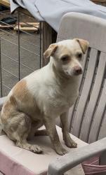 Found/Stray Male Dog last seen Hull St & Chippenham , Richmond, VA 23224