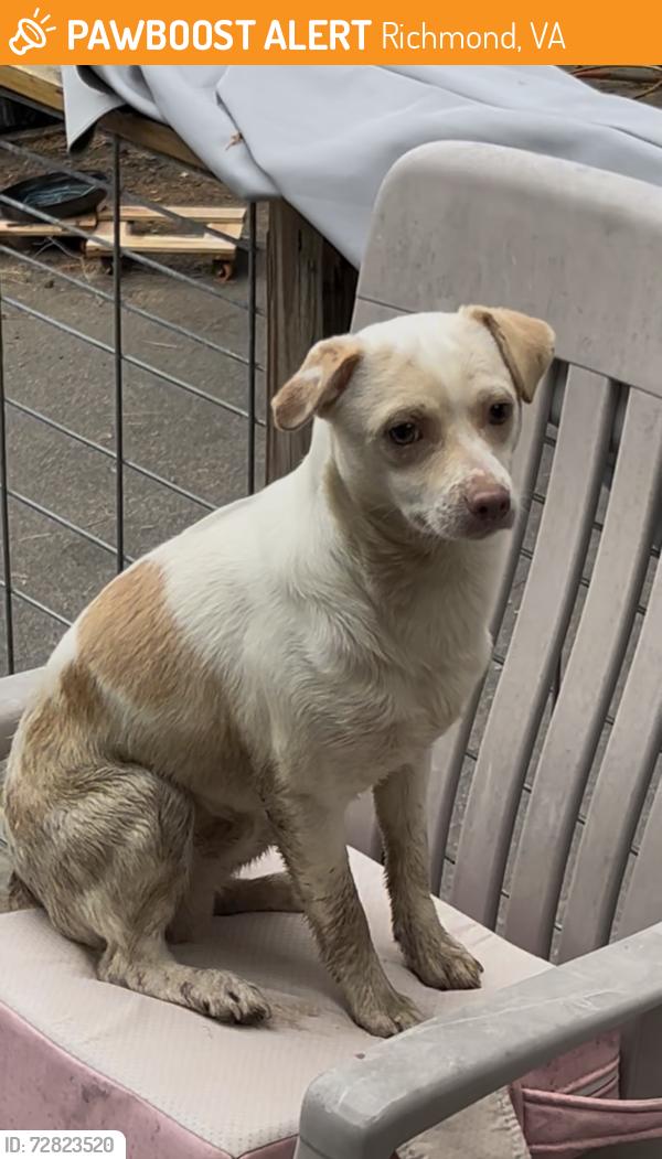 Found/Stray Male Dog last seen Hull St & Chippenham , Richmond, VA 23224