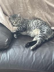 Lost Male Cat last seen Plantation, Tampa, FL 33624
