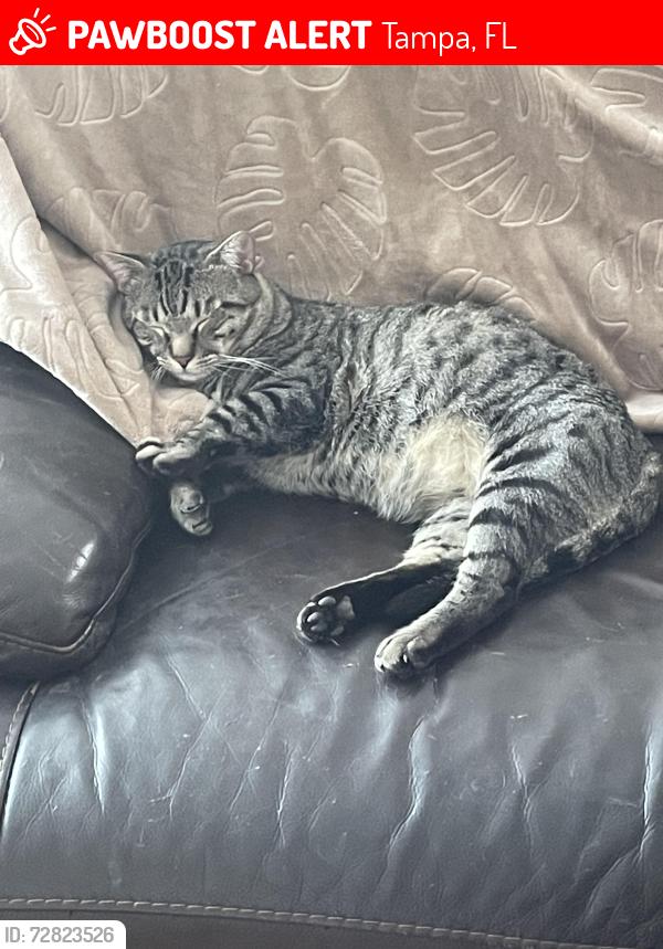 Lost Male Cat last seen Plantation, Tampa, FL 33624