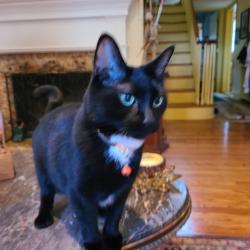 Lost Female Cat last seen Mcish and Hibben, Clifton, NJ 07042