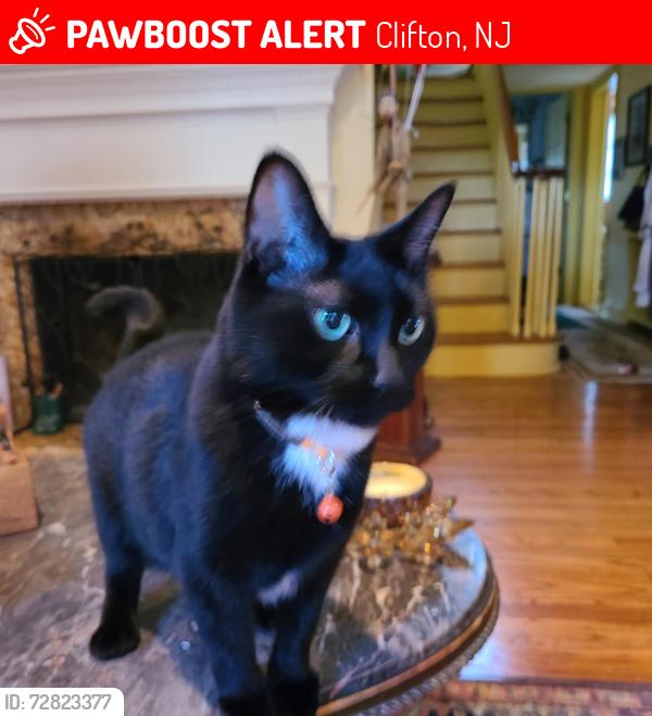 Lost Female Cat last seen Mcish and Hibben, Clifton, NJ 07042