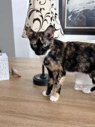 Lost Female Cat last seen Road 227 and Stacey Road, Queen Creek, AZ 85143