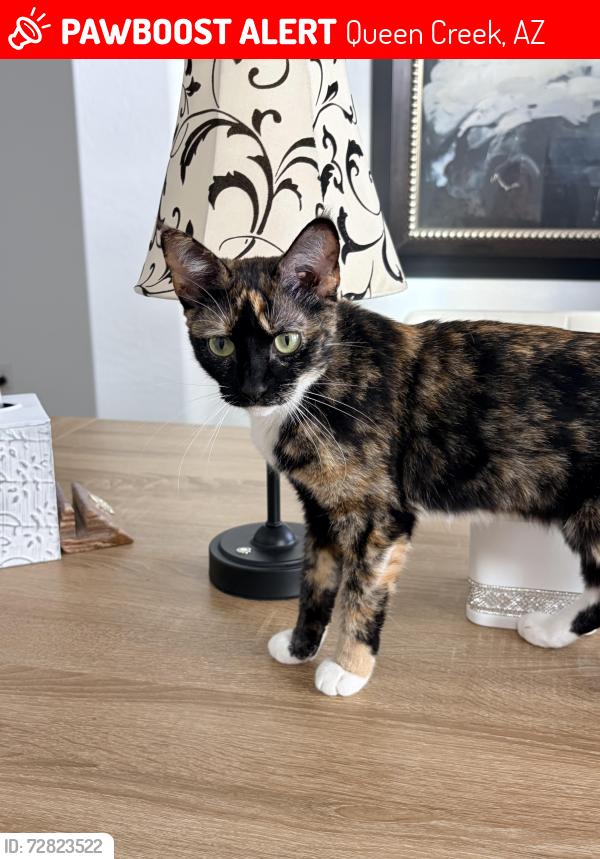 Lost Female Cat last seen Road 227 and Stacey Road, Queen Creek, AZ 85143