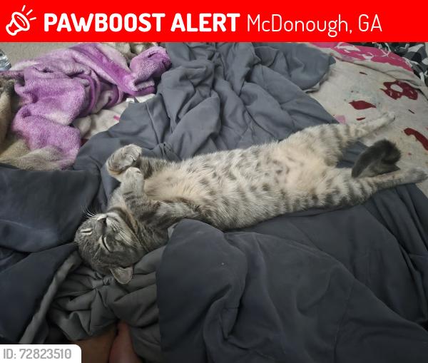 Lost Male Cat last seen Magnolia Gardens Walk, McDonough, GA 30253, McDonough, GA 30253