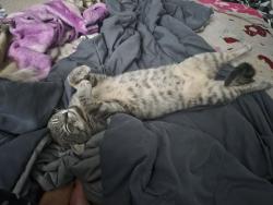 Lost Male Cat last seen Magnolia Gardens Walk, McDonough, GA 30253, McDonough, GA 30253