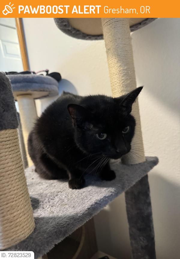 Found/Stray Female Cat last seen Kane & Orient drive, Gresham, OR 97080
