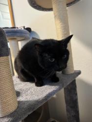 Found/Stray Female Cat last seen Kane & Orient drive, Gresham, OR 97080