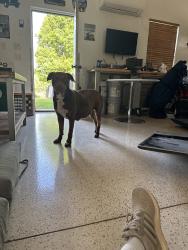 Found/Stray Female Dog last seen Memorial & I35 (east of arcadia lake), Edmond, OK 73013