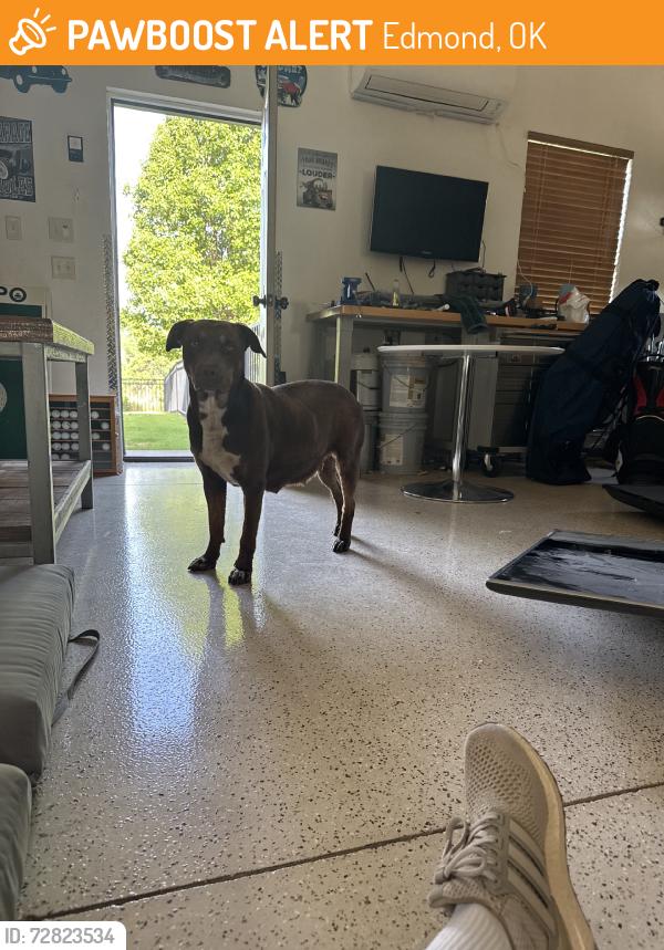 Found/Stray Female Dog last seen Memorial & I35 (east of arcadia lake), Edmond, OK 73013