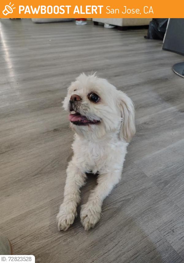 Found/Stray Male Dog last seen terylin ave, San Jose, CA 95122