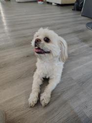 Found/Stray Male Dog last seen terylin ave , San Jose, CA 95122