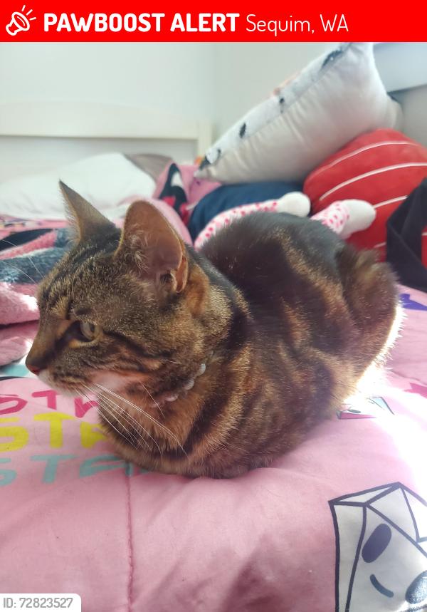 Lost Female Cat last seen Folgate Dr, Se, WA 98382, Sequim, WA 98382