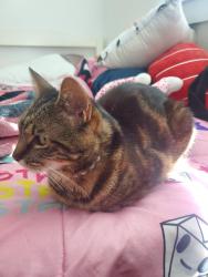 Lost Female Cat last seen Folgate Dr, Se, WA 98382, Sequim, WA 98382