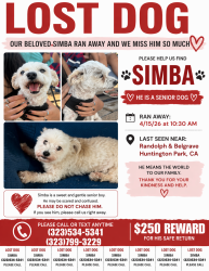 Lost Male Dog last seen Randolph and Belgrave, Huntington Park, CA 90255