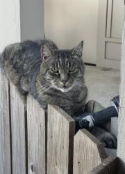 Lost Male Cat last seen Briar Glenn Subdivision , Pearland, TX 77581