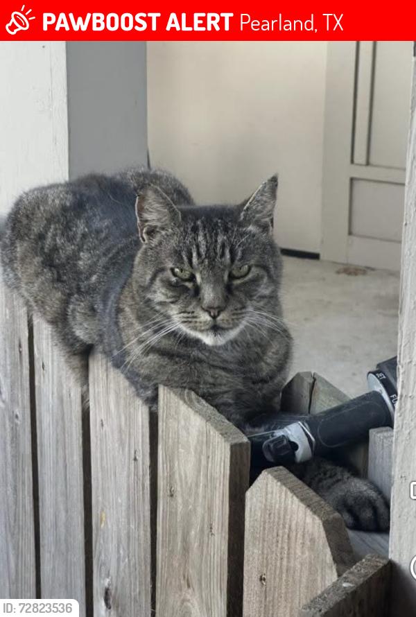 Lost Male Cat last seen Briar Glenn Subdivision , Pearland, TX 77581