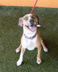 Shelter Stray Female Dog last seen Near BLOCK ORIOLE AVE, Doral, FL 33122