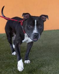 Shelter Stray Male Dog last seen Near BLOCK NW 70TH ST, Doral, FL 33122