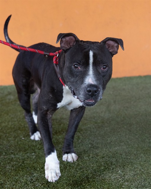 Shelter Stray Male Dog last seen Near BLOCK NW 70TH ST, Doral, FL 33122