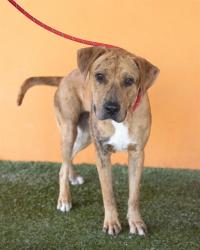 Shelter Stray Male Dog last seen SW 378TH ST & SW 192 PATH, Doral, FL 33122