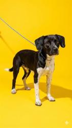 Shelter Stray Female Dog last seen WENDYS 44 ST AND NORWOOD, Jacksonville, FL 32204