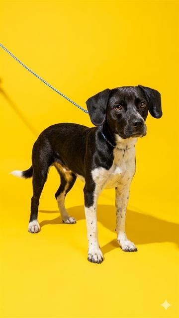 Shelter Stray Female Dog last seen WENDYS 44 ST AND NORWOOD, Jacksonville, FL 32204