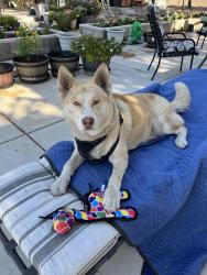 Found/Stray Male Dog last seen Evers and 98th street, Los Angeles, CA 90002