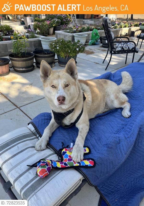 Found/Stray Male Dog last seen Evers and 98th street, Los Angeles, CA 90002