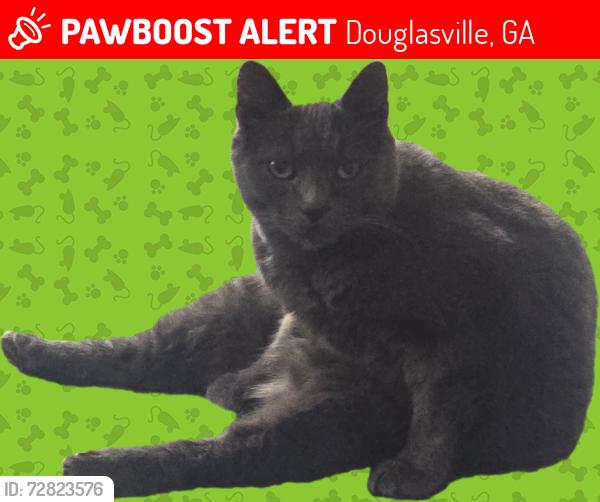 Lost Male Cat last seen mount berry drive, Douglasville, GA 30135