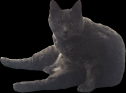 Lost Male Cat last seen mount berry drive, Douglasville, GA 30135