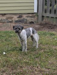 Found/Stray Male Dog last seen Glencoe Mill Village, Glencoe, NC 27217