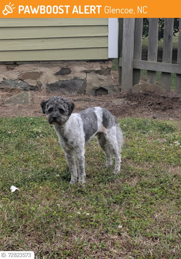 Found/Stray Male Dog last seen Glencoe Mill Village, Glencoe, NC 27217